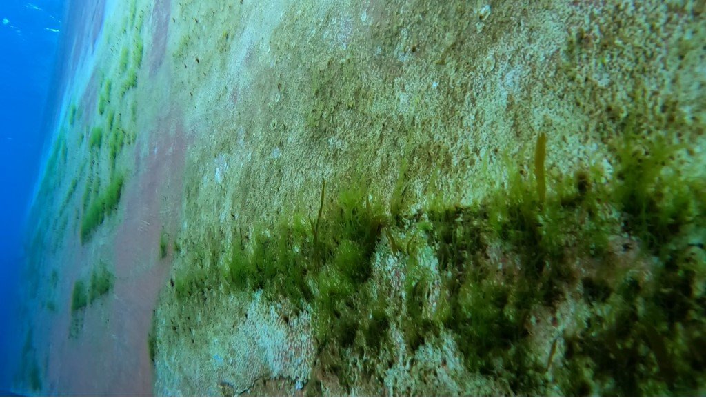 Biofouling Section Image